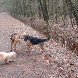 samen met Scooby (de hond van mijn broer) in het bos.
