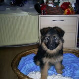 dit is katja het is een langstokharige duitse herder op deze foto is…