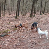 Foto van liesbeth,Turbo,Luna, Levi en Faith