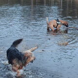Foto van liesbeth,Turbo,Luna, Levi en Faith