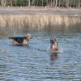 Foto van liesbeth,Turbo,Luna, Levi en Faith