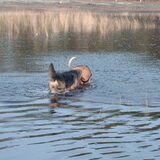 Foto van liesbeth,Turbo,Luna, Levi en Faith