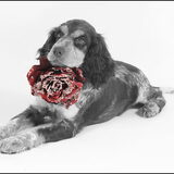 joy 3 maanden oud op de foto bij de fotograaf