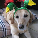 Feestbeest