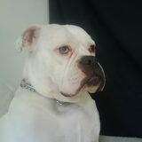 Foto van Lady,,,Melissa,,,Rocco