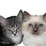 Yinde en Noenes en de rest