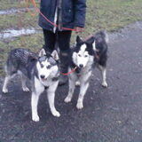 trainen bij ilse