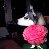 happy valentines