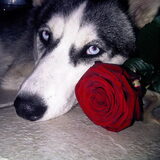 thnx 4 the roze