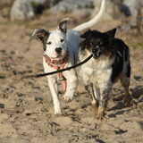 Lady (van Alex en Lady hier op HP) en Andor
