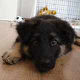 Foto van Marjo en Kiba