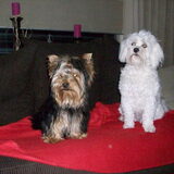 Samen, net gewassen en gefohnd
