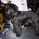 Show Leuven Belgie