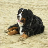 strand scheveningen