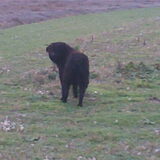 50 kilo bouvier