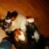 Dit is senna ze is een lieve berner sennenhond
