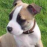 tyson als pup