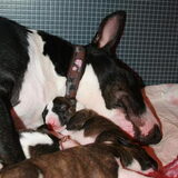 Bliss & pupjes 7dagen oud