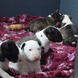 Pupppies 3 weken.