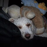 bedolven onder de knuffels