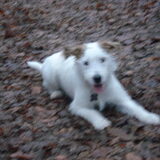 Foto van Jack en Dais