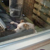 Foto van Jack en Dais