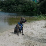 sibculo zwemplas