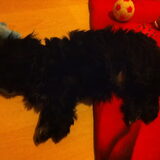 spike