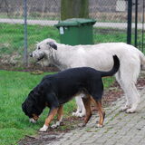 KumBaYah en Duco.