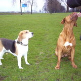 Bodie is een vriendje van me,die komt ook altijd op de dijk :-) En van…