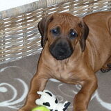 lief he?