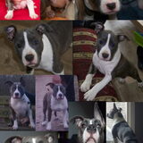 Shanti van pup tot 1 jaar