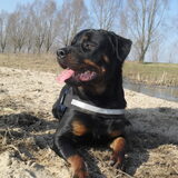 Foto van Hannie met Beer en Chelsea