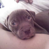 diablo als pup ...wwwooooww