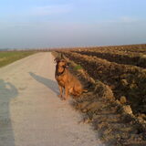 2011 : Kylie in de zon, met schaduw.