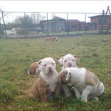 Foto van Janine && Bullet