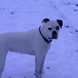 Chironimo in de sneeuw