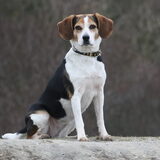 roxy in de duinen