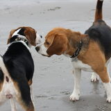 roxy en halve soortgenoot