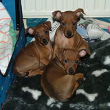 Hier zijn de puppy's 7 weken oud,Bradley Britney Angel