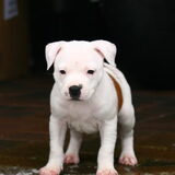 omm verliefd op te worden..!!