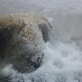 De verschrikkelijke sneeuwman (hond)