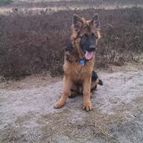 5 maanden