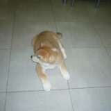 Ons yumi