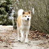 Akita inu.
