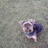 Bodie in het gras