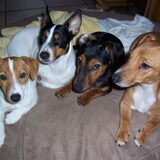 Dit zijn onze 4 Jack Russels, van links naar rechts, Banjer, Simba…