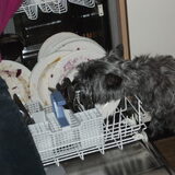 ja pap wel even opletten he! te laat, Dutchy was te snel.