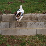 Jumping Jack.