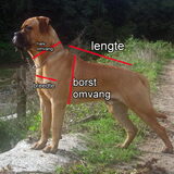 Je dog opmeten voor Tuig